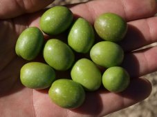 Vieiru ochucený extra panenský olivový olej 250ml "česnek"