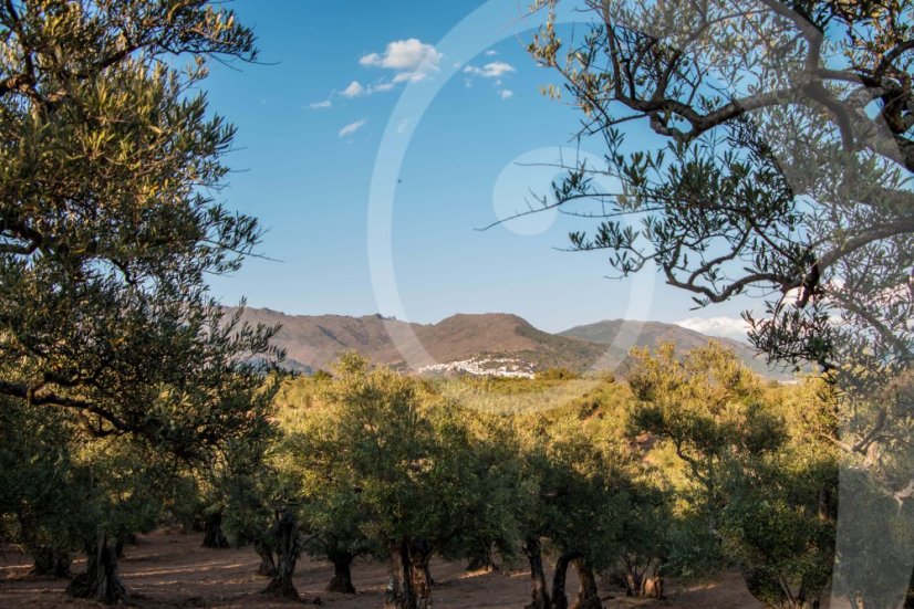 Vieiru Extra panenský olivový olej 500ml