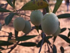 Vieiru ochucený extra panenský olivový olej 250ml "bazalka"