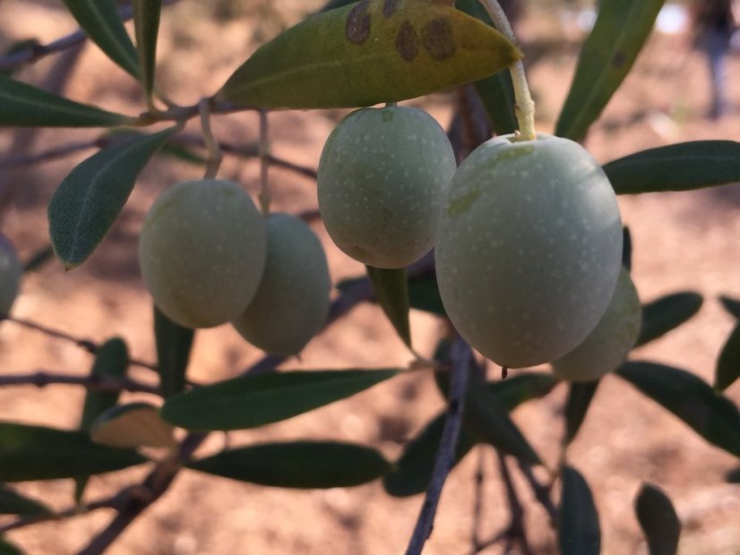 Vieiru ochucený extra panenský olivový olej 250ml "chilli"